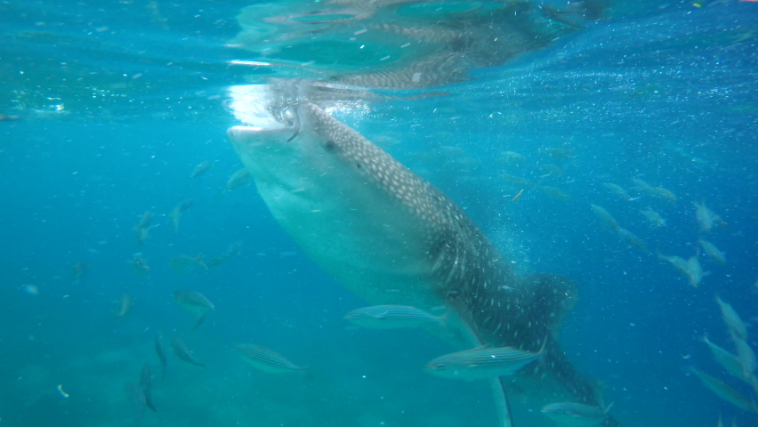Closeup shot of a whale shark, the world's largest living fish, in Oslob, Cebu, Philippines.  Royalty-Free Stock Footage #1092878287