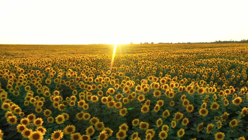Aerial flying forward over blooming sunflower flowers growing on hilly agricultural field. Beautiful rural landscape at sunset, warm rays of sunshine intro camera. Growing crop of sunseeds for oil