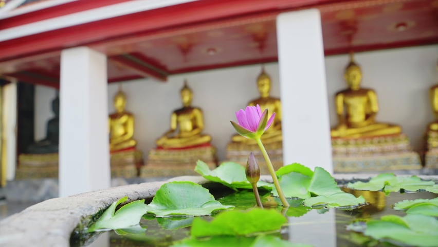 Pink Purple Lotus Flower and Gold Buddhist Buddha Statues Detail in Bangkok, Thailand at Temple of the Reclining Buddha (aka Wat Pho, Wat Phra Chetuphon), Southeast Asia Royalty-Free Stock Footage #1092887119
