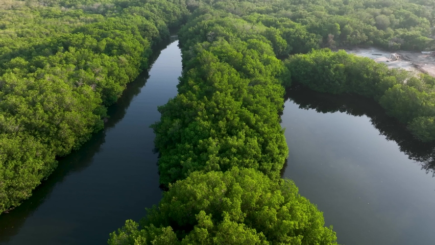 Aerial drone view of Chacahua's Mangroves, Mexico, the thick natural mangroves of Chacahua is home to over 200 species of native and migratory birds in America, 4k Footage