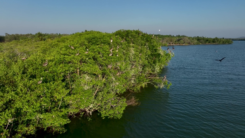 Aerial drone view of Pelican birds in Chacahua's Mangroves, Mexico, the thick natural mangroves of Chacahua is home to over 200 species of native and migratory birds in America, 4k Footage