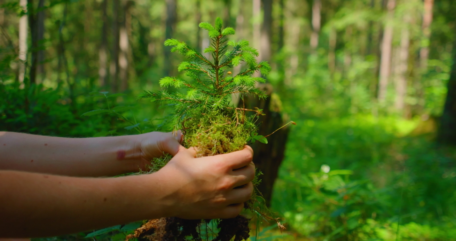 Female hand holding sprout wilde pine tree in nature green forest. Earth Day save environment concept. Growing seedling forester planting. Royalty-Free Stock Footage #1092888487