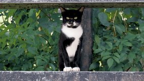 video black and white cat sitting on a fence