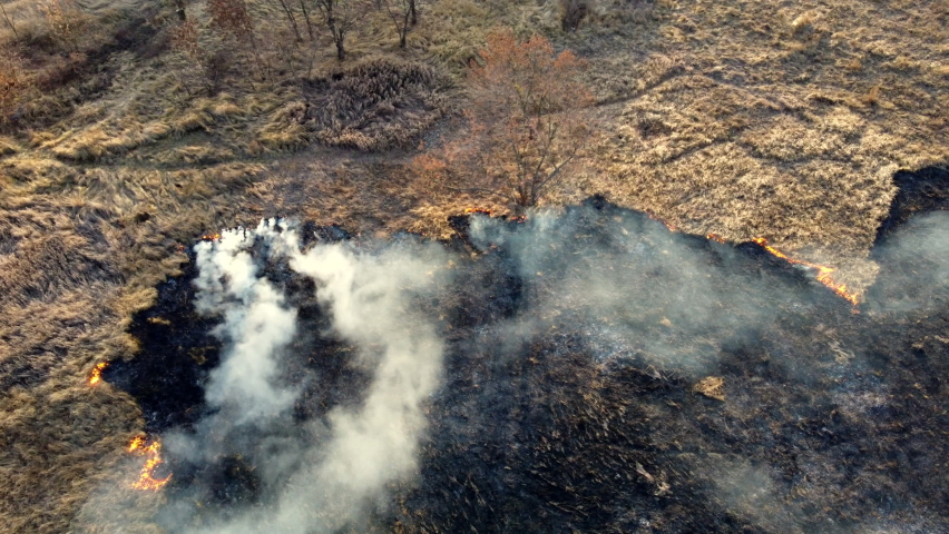 Aerial Drone View Over Burning Dry Grass and Smoke in Field. Flame and Open Fire. Top View Black Ash from Scorched Grass, Rising White Smoke and Yellow Dried Grass. Ecological Catastrophy, Environment | Shutterstock HD Video #1092897009