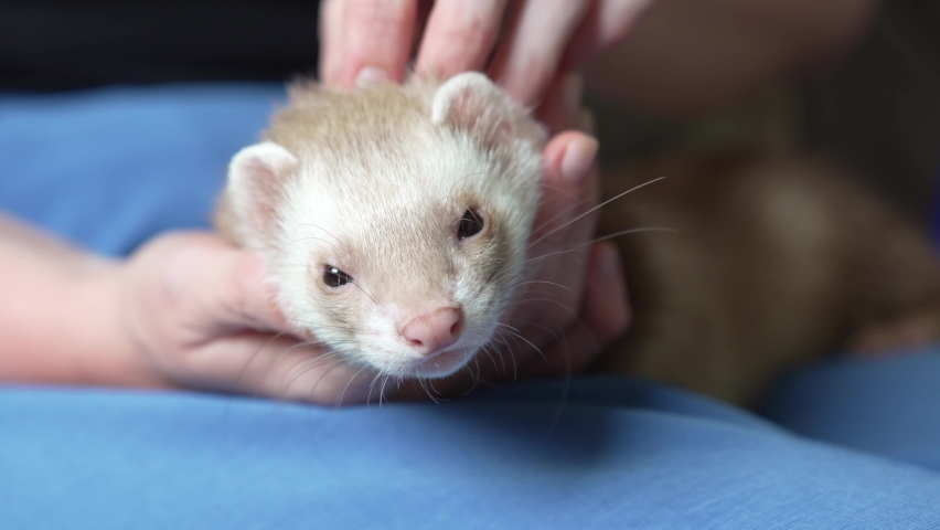 in the hands of a woman the red-haired domestic ferret. unusual pets. food and accessories for rodents.