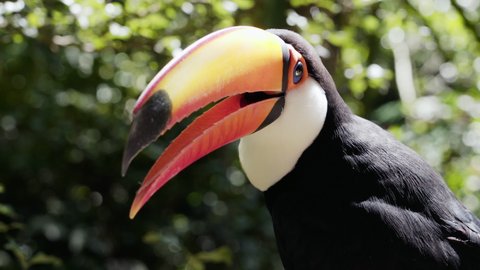 Close up shot of exotic toucan bird in natural setting near Iguazu Falls in Brazil. 