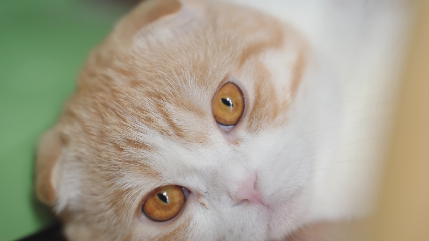 Close up face of brown cat Scottish Fold. Royalty-Free Stock Footage #1092901671