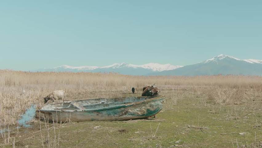 water buffalo scratching his head in abandoned boat