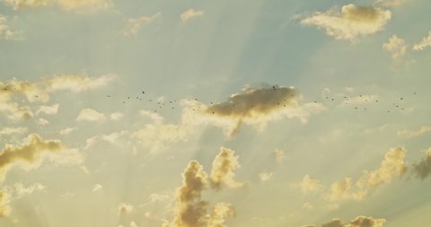 Flock Birds Flying Golden Rays Sun Stock Footage Video (100% Royalty ...