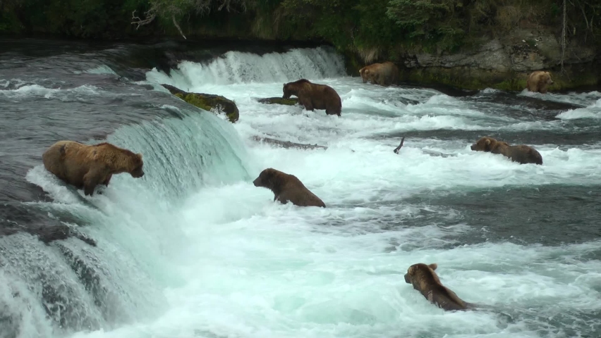 Grizzly Bears Adults Waiting and searching for Fish, Brooks Falls, 2022 
North America Wildlife and Nature, Brooks Falls - Katmai National Park, Alaska, 2022
