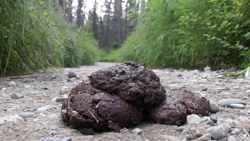 Unidentified travelers walking close to Grizzly bear droppings 
North America Wildlife and Nature, Brooks Falls - Katmai National Park,2022 
