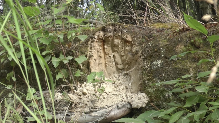 Grizzly bear claws marks on tree, Brooks Falls 
North America Wildlife and Nature, Brooks Falls - Katmai National Park,2022 
