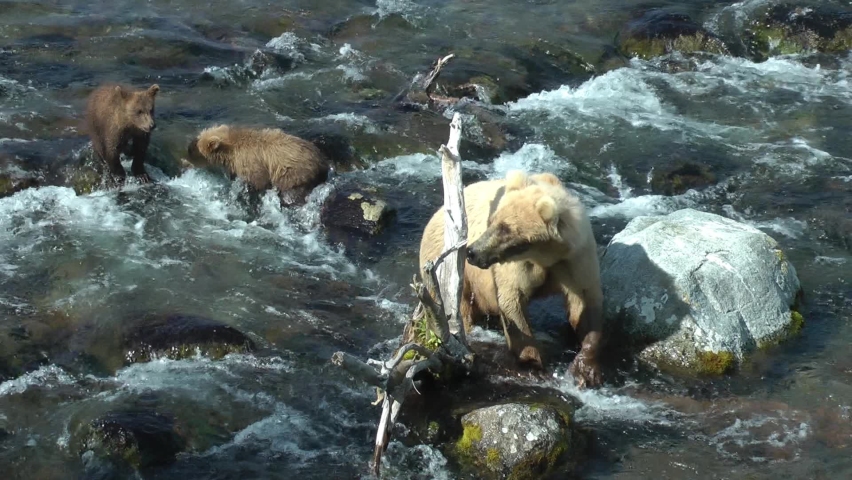 Grizzly bears mother and cubs in the river, Brooks Falls
North America Wildlife and Nature, Brooks Falls - Katmai National Park,2022 
