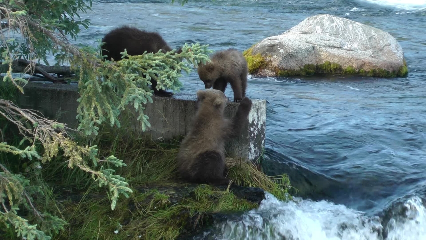 Grizzly bears cubs playing close to water, Brooks Falls
North America Wildlife and Nature, Brooks Falls - Katmai National Park, Alaska, 2022
