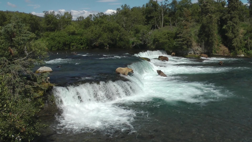 Grizzly bears in the water of Brooks Falls, wide shot
North America Wildlife and Nature, Brooks Falls - Katmai National Park, Alaska, 2022
