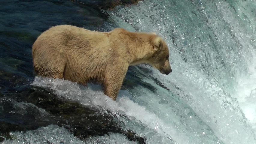 Female Grizzly bear catches jumping salmon fish, Brooks Falls
North America Wildlife and Nature, Brooks Falls - Katmai National Park, Alaska, 2022
