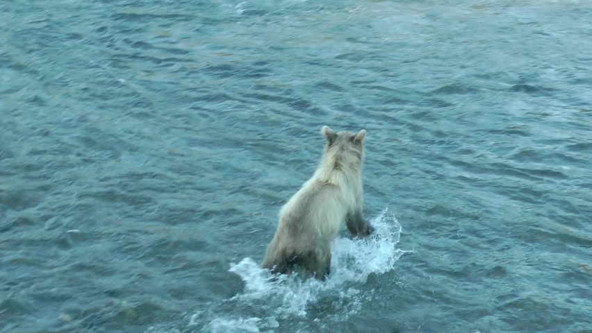 Young Grizzly Bear in the water looking for fish, Brooks Falls
North America Wildlife and Nature, Brooks Falls - Katmai National Park, Alaska, 2022
