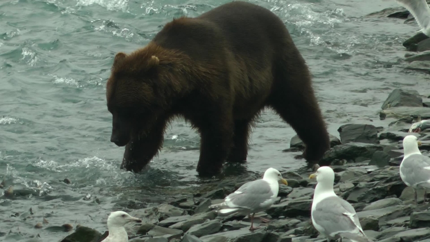 Grizzly Bear catching Salmon fish and gulls standing close, 2022 
North America Wildlife and Nature, Brooks Falls - Katmai National Park, Alaska, 2022
