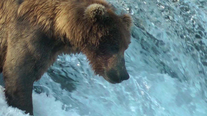 Grizzly Bear catches jumping salmon in its mouth, Close up
North America Wildlife and Nature, Brooks Falls - Katmai National Park, Alaska, 2022
