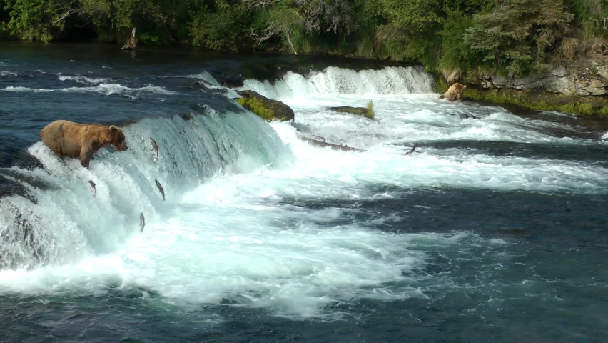 Grizzly Bear catches Jumping salmon fish with its mouth, 2022
North America Wildlife and Nature, Brooks Falls - Katmai National Park, Alaska, 2022
