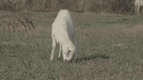 native Indonesian sheep videos, sheep eating green grass, white sheep, sheep in the farm video