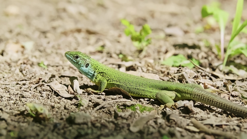 Male of European green lizard Lacerta viridis in the garden under bright sun with green background is running away. High quality 4k footage Royalty-Free Stock Footage #1092907169