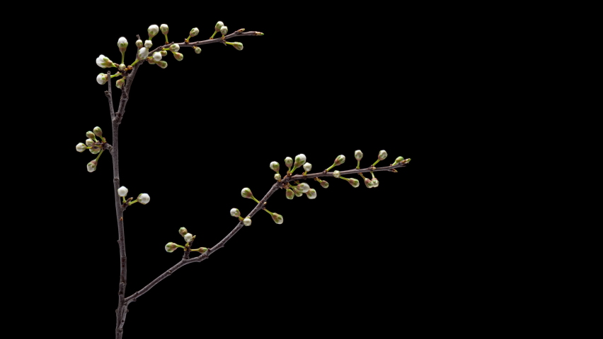 4K Time Lapse of flowering white flowers of cherry plum on tree branch isolated on background. Spring time-lapse of opening flowers of wild plum, close-up.