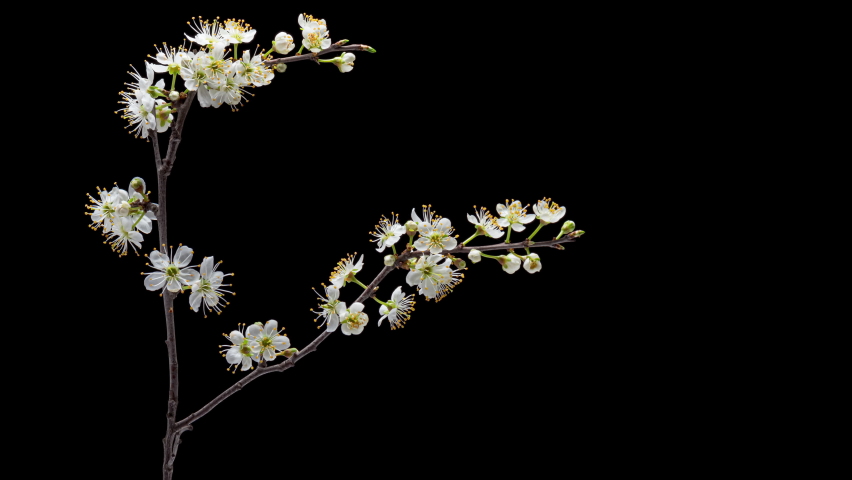4K Time Lapse of flowering white flowers of cherry plum on tree branch isolated on background. Spring time-lapse of opening flowers of wild plum, close-up.