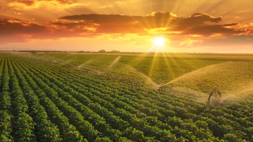 Aerial view drone shot of irrigation system on agricultural soybean field at sunset helps to grow plants in the dry season. Beautiful summer landscape, rural scene Royalty-Free Stock Footage #1092907765