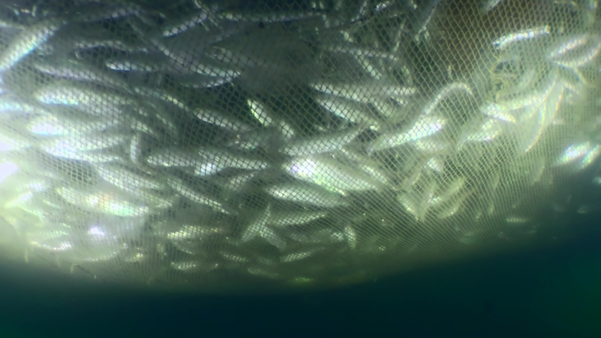 Fish inside the fishing net: as the net rises and its volume decreases, the density of fish caught in the trap increases, the fish look for a way out by making erratic movement. Royalty-Free Stock Footage #1092908813