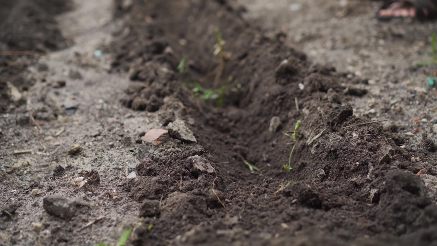 Unrecognizable woman farmer hands planting seeds into fertility soil in home garden. Concept of producing eco pure organic food in backyard
