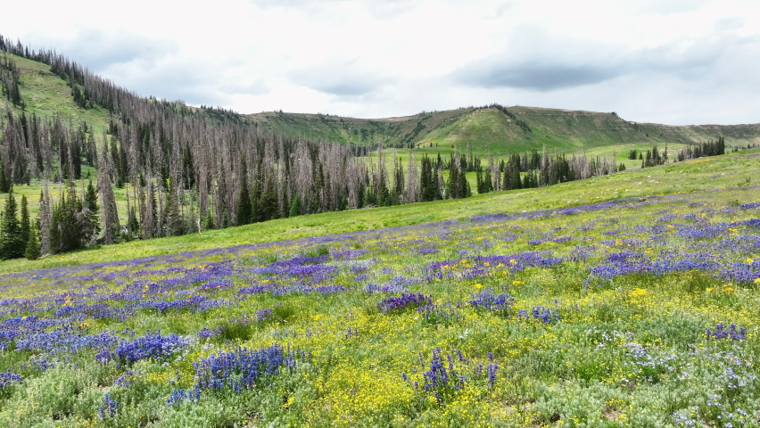 Aerial mountain valley beautiful wildflowers forward. Landscape of central Utah. Summer dry season weather. Dead pine tree forest from beetle insect. Nature landscape. Beautiful natural environment. Royalty-Free Stock Footage #1092911625