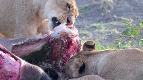 71 Tearing Lion Mouth Stock Video Footage - 4K and HD Video Clips |  Shutterstock