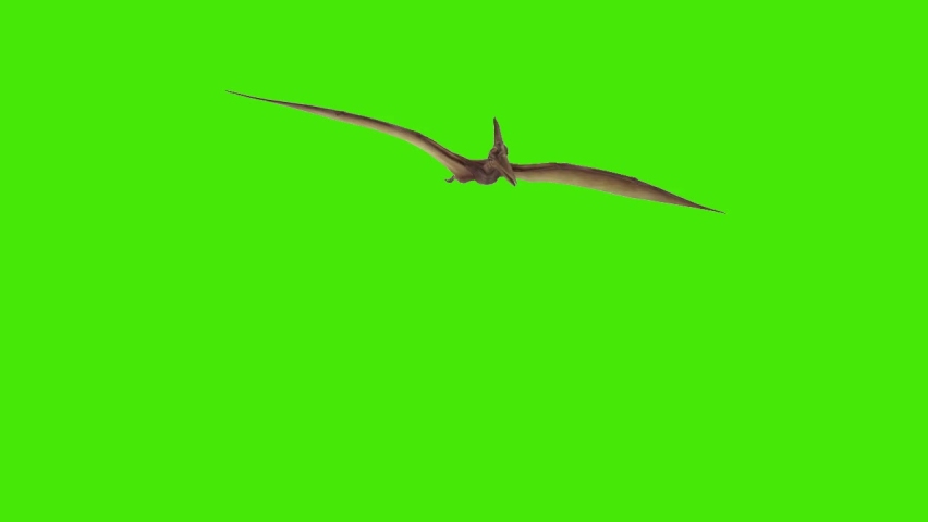 Pteranodon Dinosaurs Fly Isolated Turntable over a Green Screen Front View 3D Rendering Animation,3d pterodactyl,pterodactyl fly 3d animation. green screen Royalty-Free Stock Footage #1092913131