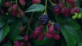 Human hand picks ripe berries from a bush