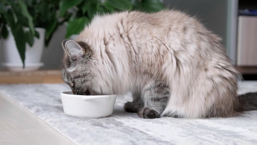 4k footage. Close up Long haired cat eating organic food from a bowl. Cat eating dry food from white bowl at home. Feeding your pet. Animals and pets feed concept Royalty-Free Stock Footage #1092913879