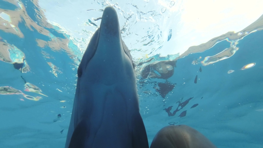 Dolphin Selfie - Couple curious dolphin approaching the camera lens. Extreme close-up of Bottlenose Dolphins swim in the blue water Royalty-Free Stock Footage #1092915611