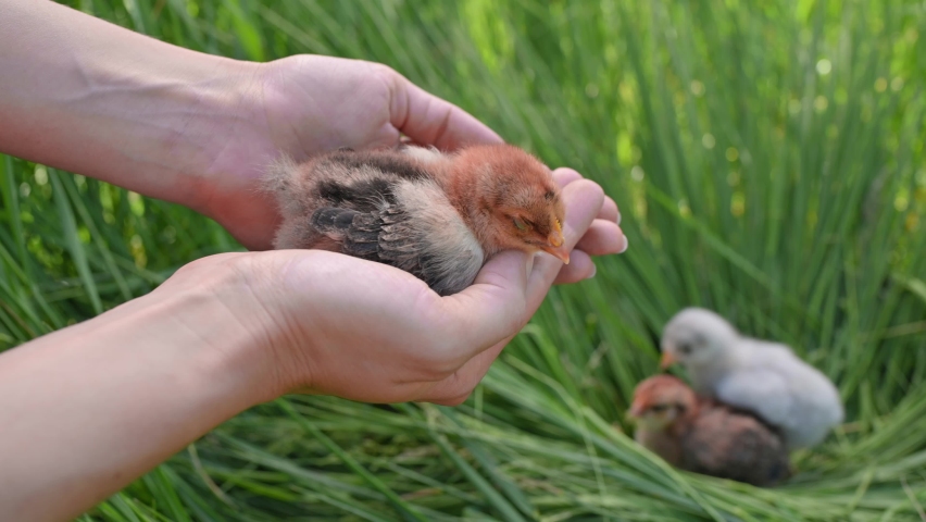 Little newborn brown fluffy chick in the farmer's female hands on the farm, garden, field. Housekeeping concept, poultry farming, bird care. Blurred green background. Chicken in hands close up | Shutterstock HD Video #1092916483