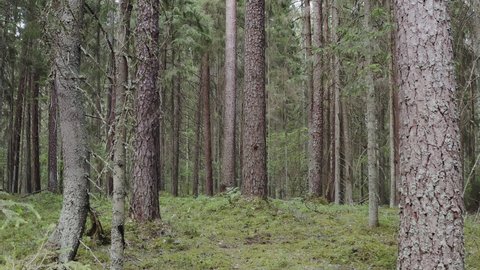 Old Growth Boreal Forest Natural Coniferous Stock Footage Video (100% ...