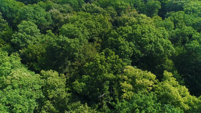 Oak forest in the wind. The wind moves and rustles the branches of the oak trees in the green forest. Forest from above. Branches and leaves move freely in the wind.  Royalty-Free Stock Footage #1092919403