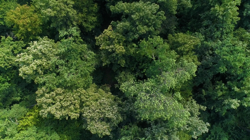 Oak forest in the wind. The wind moves and rustles the branches of the oak trees in the green forest. Forest from above. Branches and leaves move freely in the wind.  Royalty-Free Stock Footage #1092919405