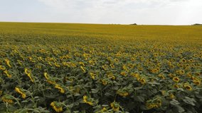 Top view of a field with a sunflower. video from a drone