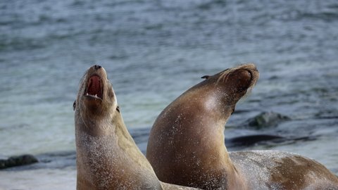 93 Seal Animal Open Mouth Stock Video Footage - 4K and HD Video Clips | Shutterstock 93 Seal Animal Open Mouth Stock Video Footage - 4K and HD Video Clips | Shutterstock