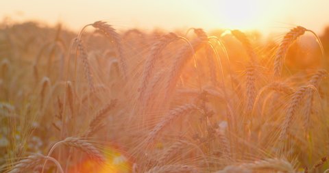 Wheat field, ears of wheat swaying in slow motion, gentle wind, close-up. Healthy ripe spikelets at summer evening. Fertile soil, harvest festival, crop yield. Agriculture industry. Sunset soft