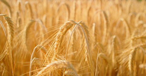 Fertile soil, harvest festival, crop yield. Agriculture industry. Sunset soft light. Wheat field, ears of wheat swaying in slow motion, gentle wind, close-up. Healthy ripe spikelets at summer