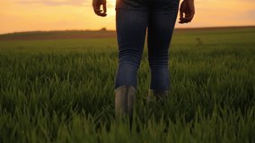  Farmer walking among the green wheat field at sunset. Slow motion. High quality FullHD footage