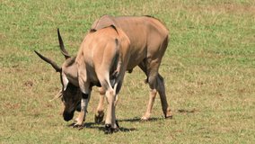 Two Eland antelope fighting. High quality 4k footage