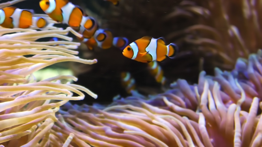 Orange Clown Fishes and Saddleback anemonefish of sea aquarium with anemone in coral reef. Amphiprion ocellaris species living in Eastern Indian Ocean and Western Pacific Ocean and Australia. Royalty-Free Stock Footage #1092925141