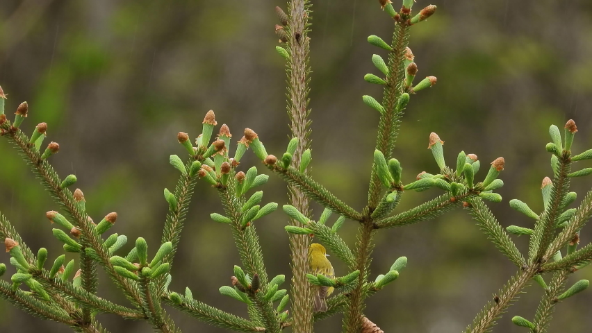 a female yellow warbler in the top of a pine tree