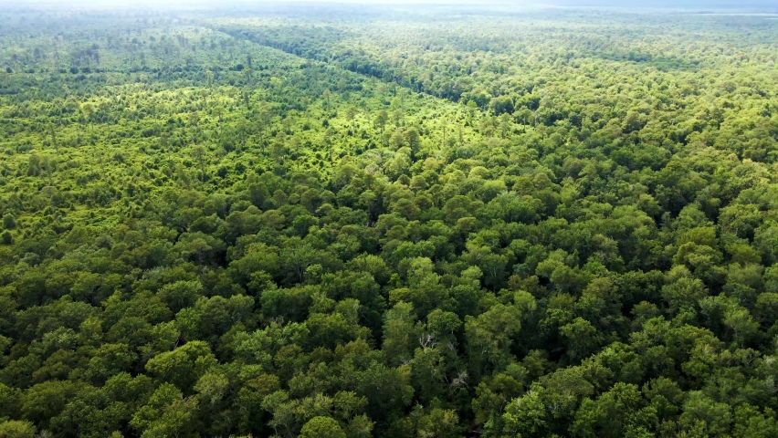 A high drone flight over the Great Dismal Swamp National Wildlife Refuge in Virginia. One can see a driveable fire road in the distance.